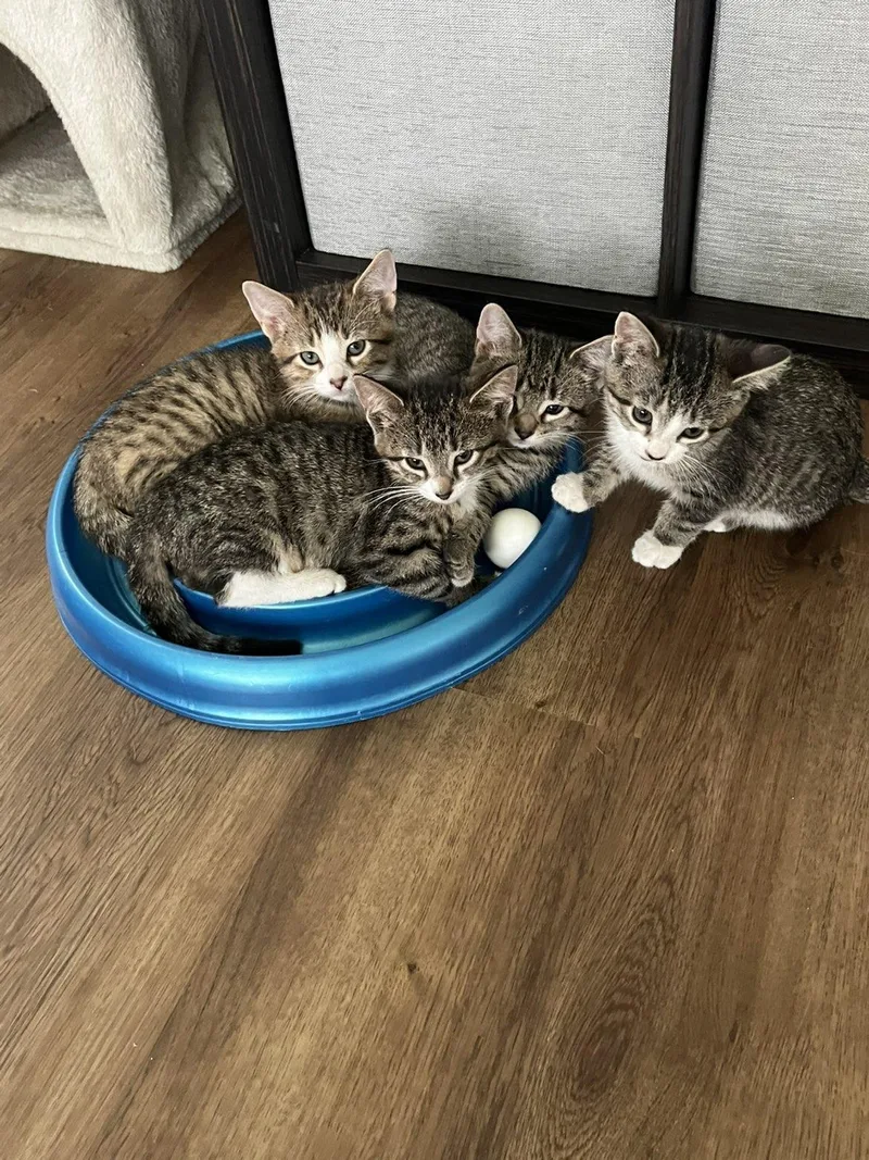 A baby small-sized female Tabby (Brown / Chocolate) Domestic Short Hair cat named Pixie for adoption in Pardeeville, WI
