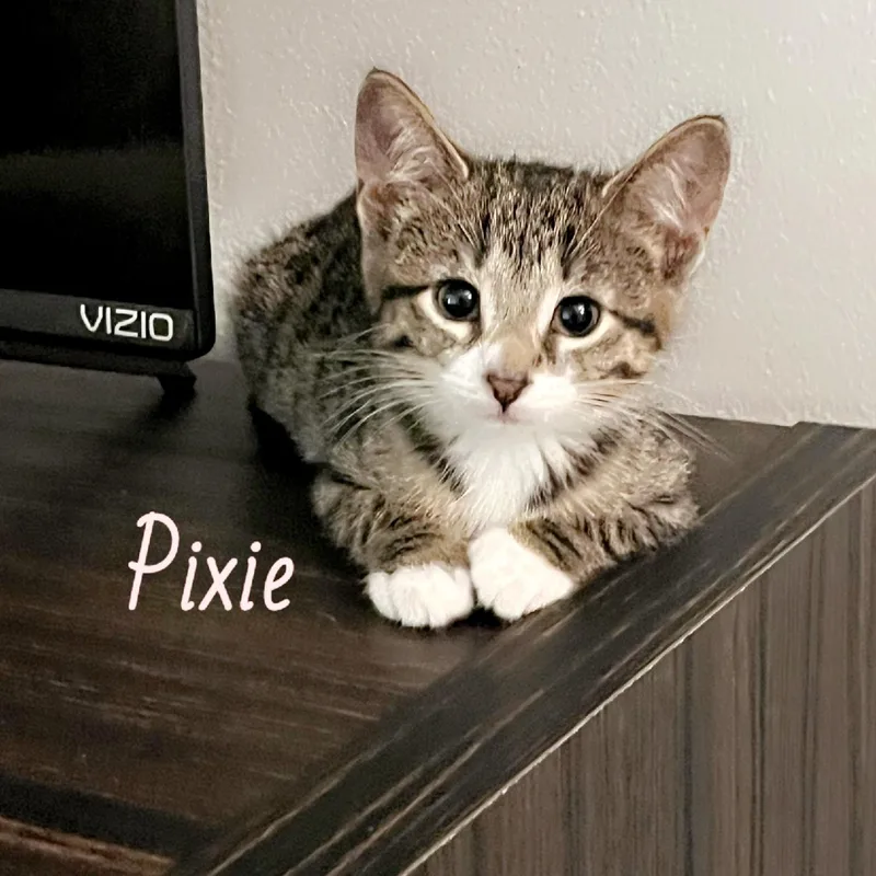 Pixie thumbnail 3
