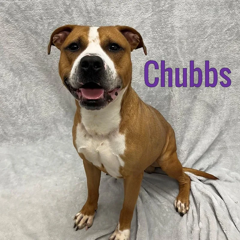 An adult medium-sized male Brown / Chocolate Mixed Breed dog named Chubbs for adoption in Pleasantville, NJ