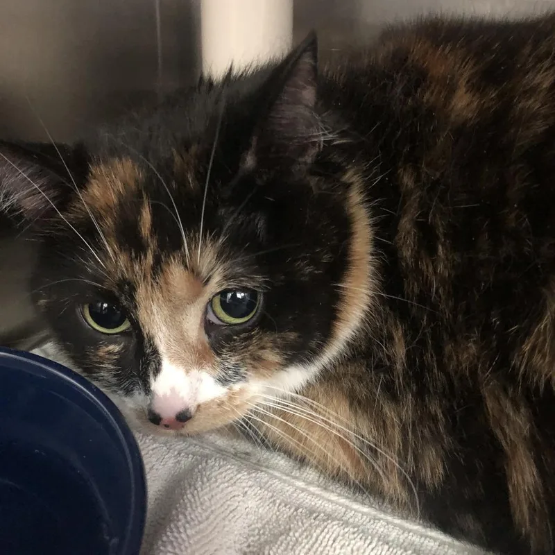An adult large-sized female Calico Domestic Long Hair cat named Cookie Dough for adoption in Philadelphia, PA
