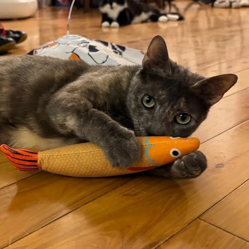 An adult small-sized female Tortoiseshell Domestic Short Hair cat named Gris Cordero for adoption in Merrifield, VA