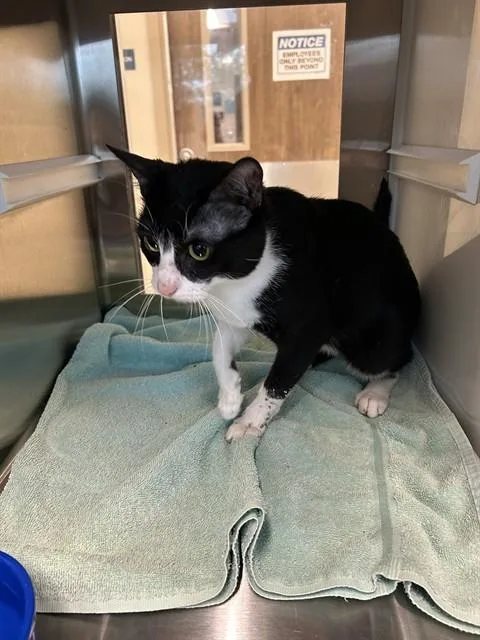 A young small-sized male Domestic Short Hair cat named Winchester for adoption in Pearland, TX