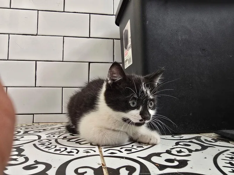 A baby small-sized male Black & White / Tuxedo Domestic Short Hair cat named Melon for adoption in Palatine, IL