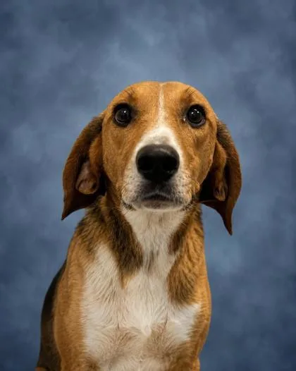 An adult large-sized female Hound dog named Molly for adoption in Taylorsville, NC