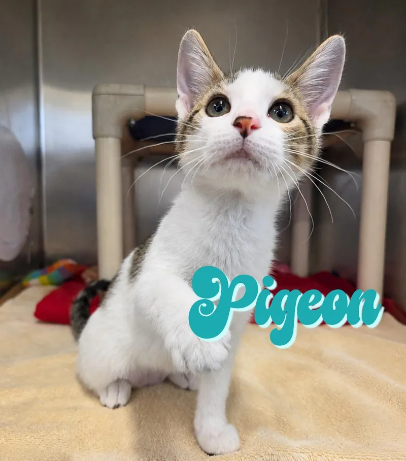 A baby medium-sized female Tabby (Brown / Chocolate) Domestic Short Hair cat named Pigeon for adoption in Nevada, IA