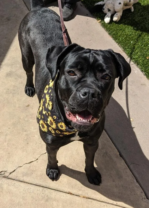 An adult large-sized female Mastiff dog named Sunflower for adoption in San Diego, CA
