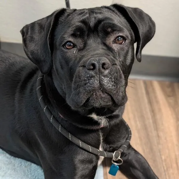 Sunflower thumbnail 2