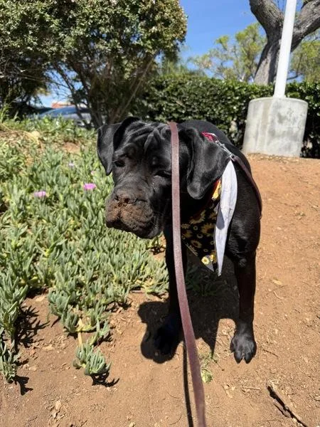 Sunflower thumbnail 3