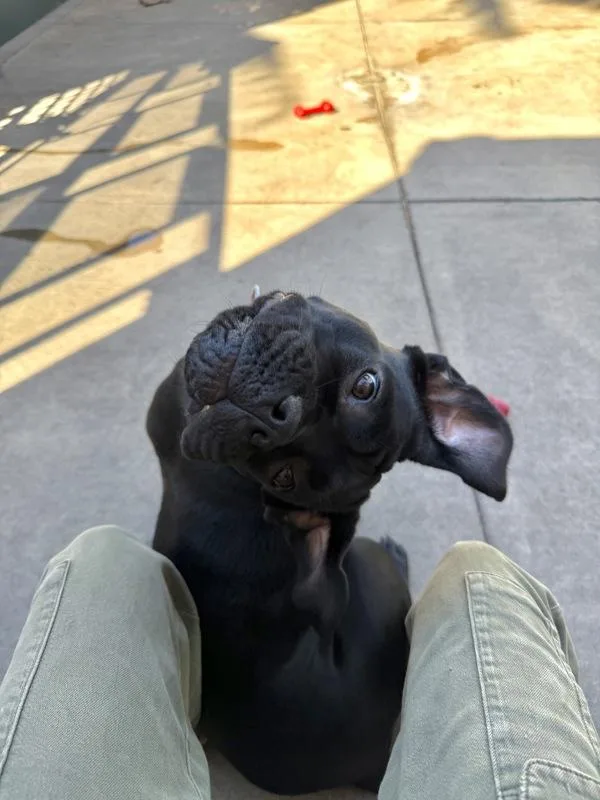 Sunflower thumbnail 4