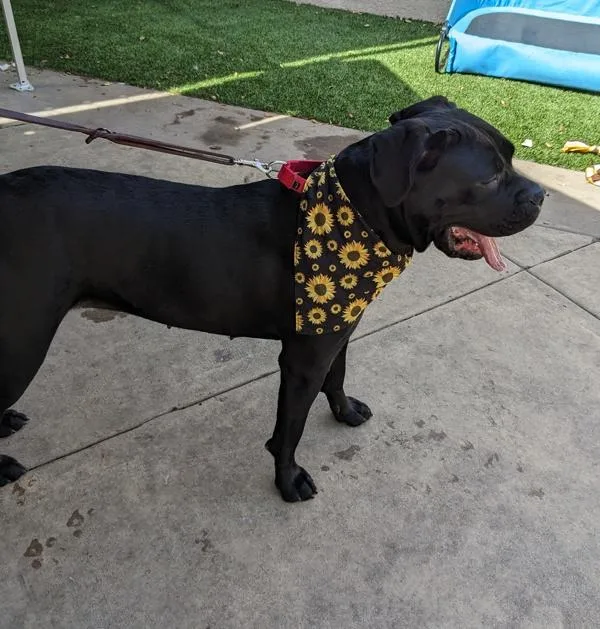 Sunflower thumbnail 5