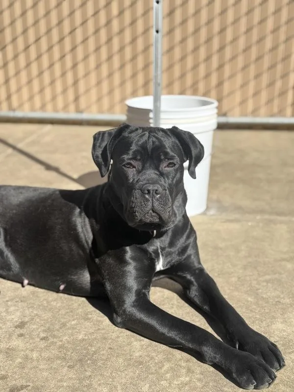 Sunflower thumbnail 6