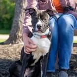 A young medium-sized male Black Pit Bull Terrier dog named Sammy Smokes for adoption in Hilliard, OH