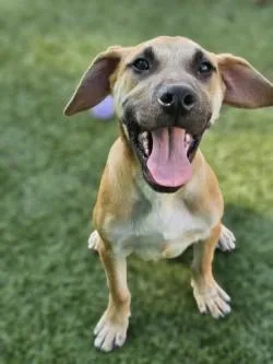 A young medium-sized male Hound dog named Sonny for adoption in Savannah, GA