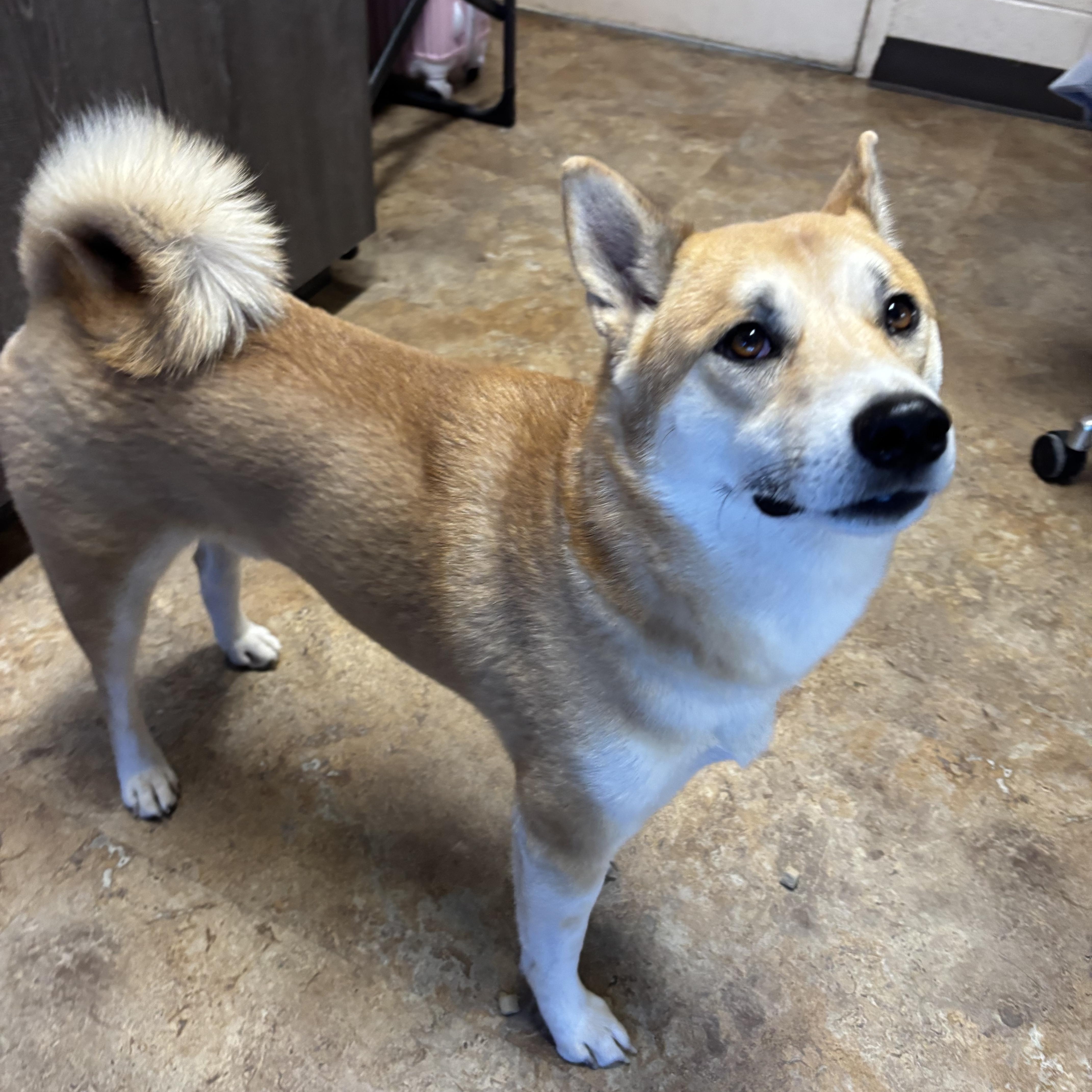 An adult medium-sized male Golden Shiba Inu dog named Cosmo for adoption in Washington, UT