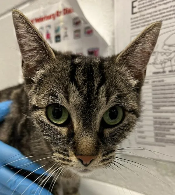 An adult medium-sized female Domestic Short Hair cat named Nora for adoption in Golden, CO