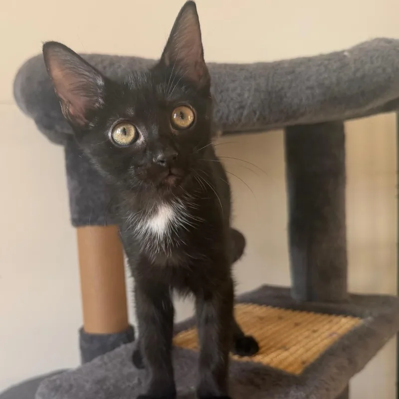 A baby small-sized female Black Domestic Short Hair cat named Basil for adoption in Durham, NC