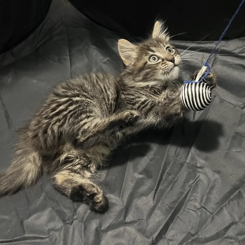 A baby small-sized female Brown / Chocolate Domestic Short Hair cat named Azalea for adoption in Greensboro, NC