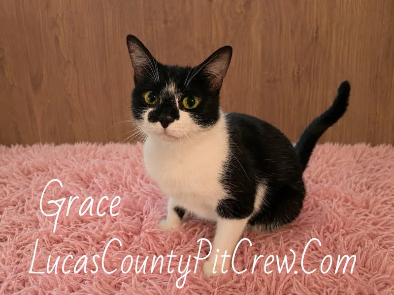 A young medium-sized female Black & White / Tuxedo Tuxedo cat named Grace for adoption in Toledo, OH