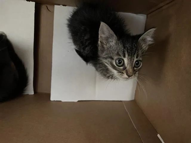 A young medium-sized female Domestic Short Hair cat named Simba for adoption in Dallas, TX