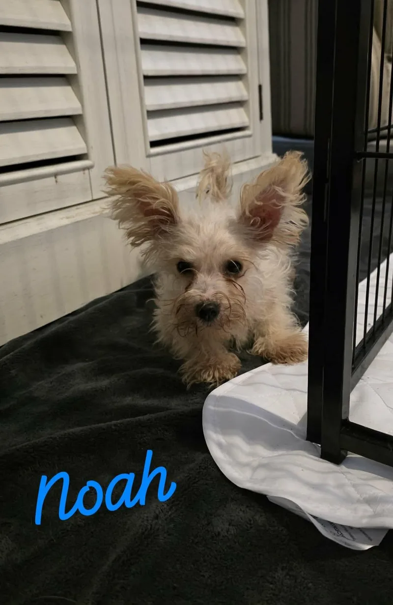 A baby small-sized male Terrier dog named Noah Wood for adoption in Saunderstown, RI