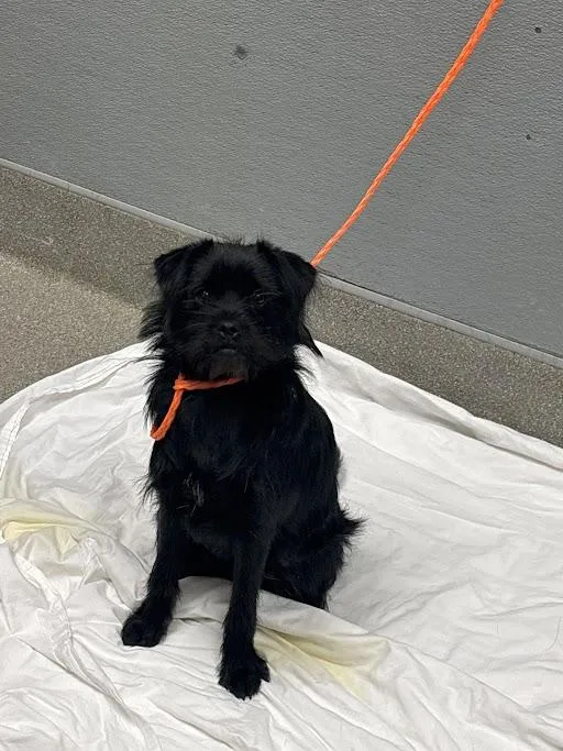 A young small-sized male Pug dog named Kai for adoption in Las Vegas, NV