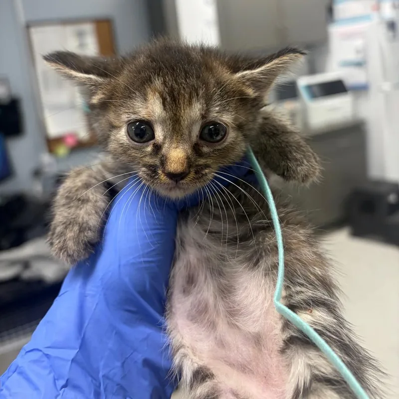 A baby small-sized female Domestic Short Hair cat named Saffron for adoption in Milton, FL