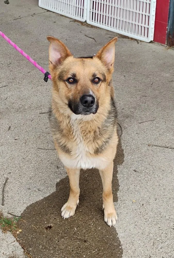 An adult large-sized male German Shepherd Dog dog named Noah for adoption in New Lexington, OH