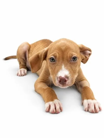 A baby small-sized female Vizsla dog named Pretty Girl for adoption in Bowling Green, KY
