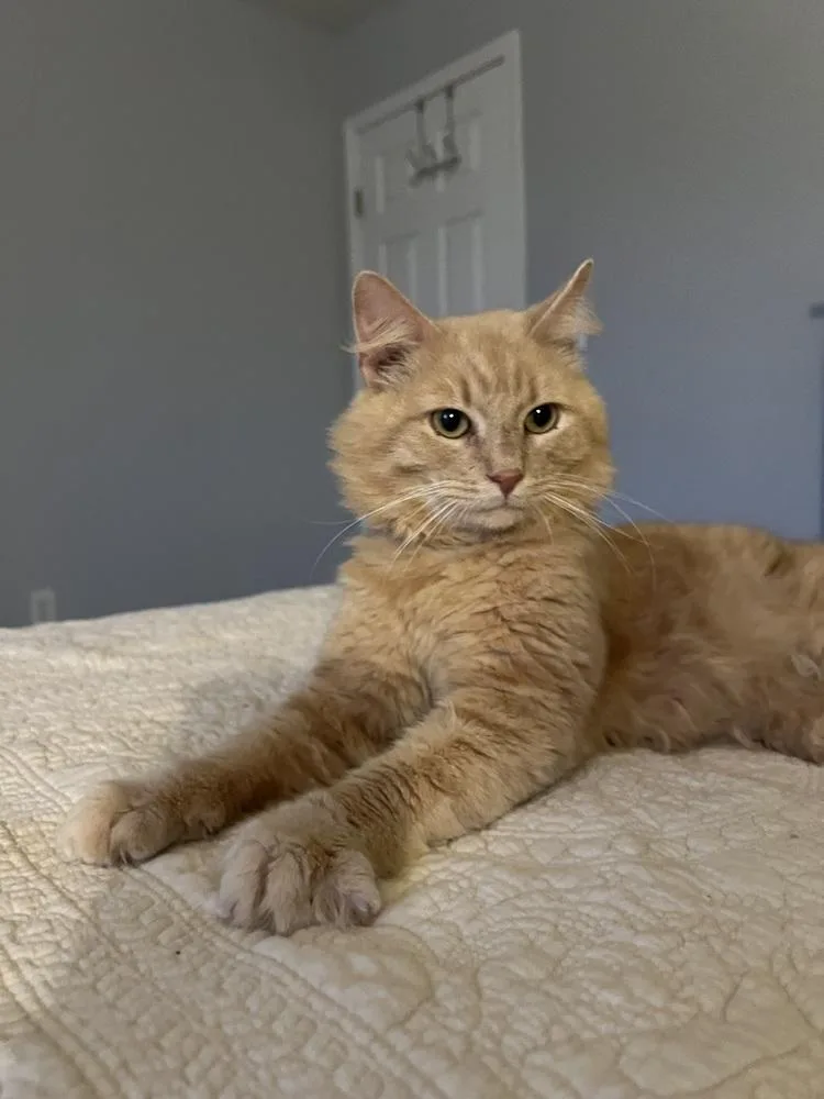 An adult medium-sized male Domestic Medium Hair cat named Crawford for adoption in Lake Wylie, SC