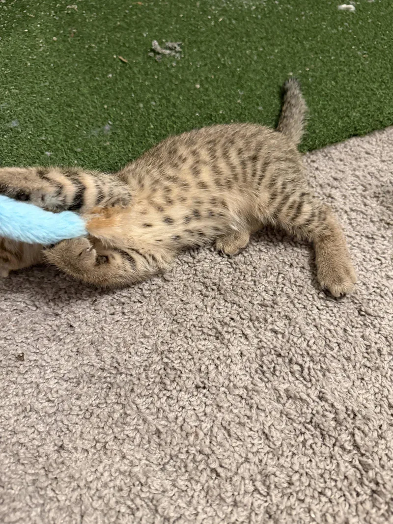A baby medium-sized female Domestic Short Hair cat named Pebbles for adoption in Wheaton, IL