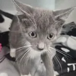 A baby small-sized male Domestic Short Hair cat named Cupcake for adoption in Edgewood, NM