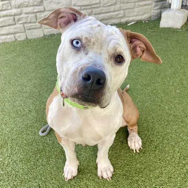 An adult large-sized female Pit Bull Terrier dog named Mystique for adoption in Salt Lake City, UT