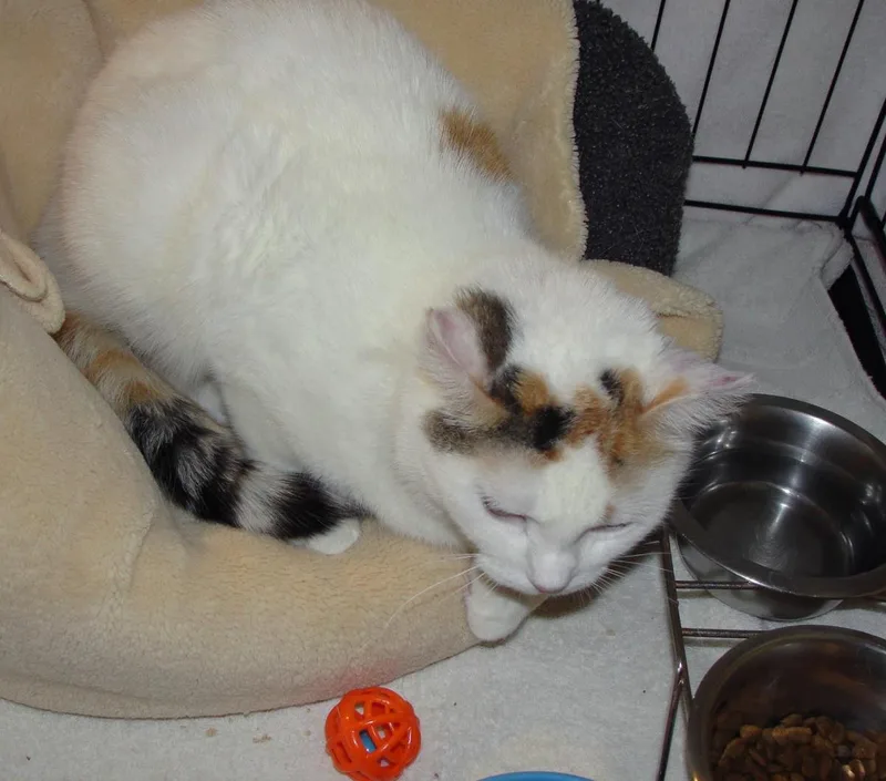 A young medium-sized female Domestic Short Hair cat named Starbucks for adoption in Plover, WI