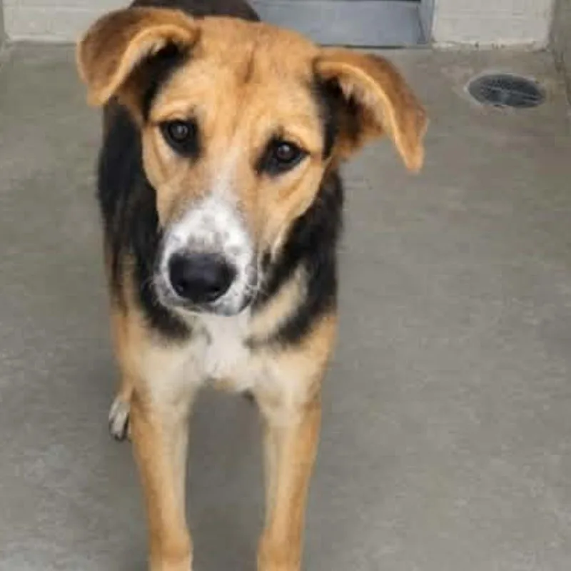 An adult medium-sized male Shepherd dog named Lady Mae for adoption in Kingman, AZ