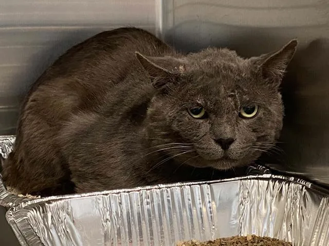 An adult small-sized male Domestic Short Hair cat named Slugger for adoption in Tustin, CA