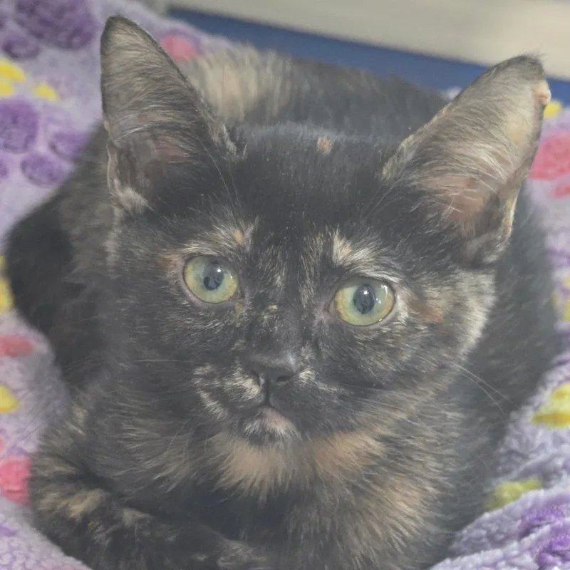 A baby small-sized female Tortoiseshell Domestic Short Hair cat named Carmel for adoption in Columbus, NC