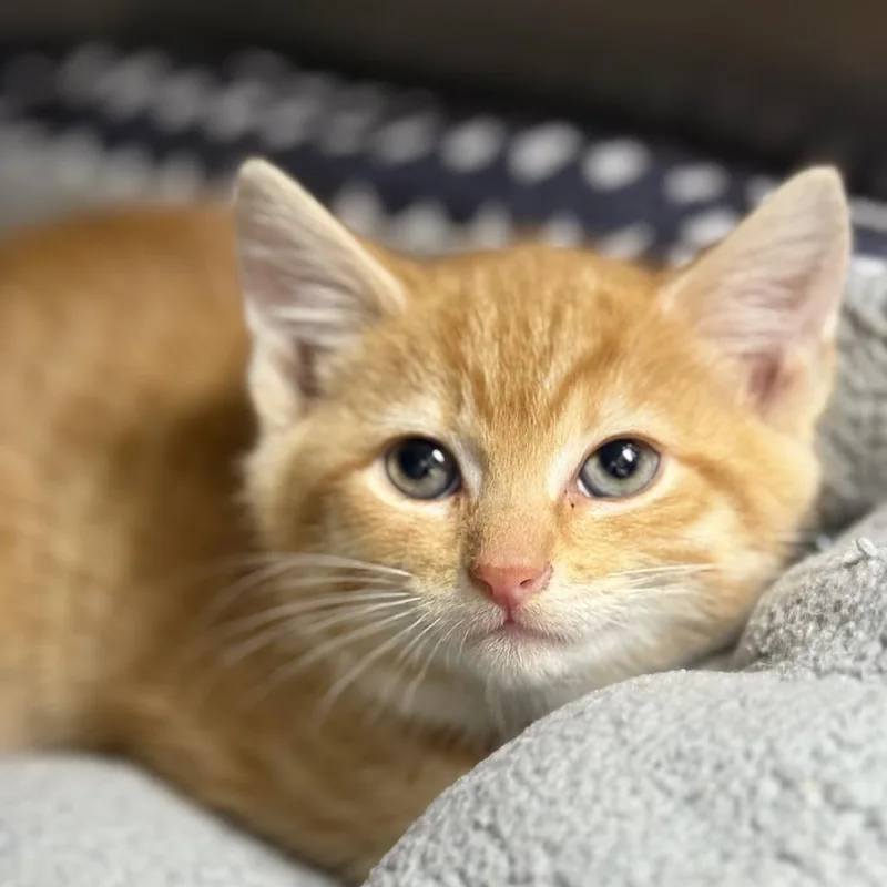 A baby small-sized male Orange / Red Domestic Short Hair cat named Castor for adoption in Pasadena , MD