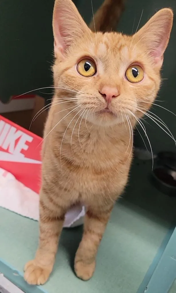 A baby medium-sized female Domestic Short Hair cat named Feta for adoption in Sandusky, OH