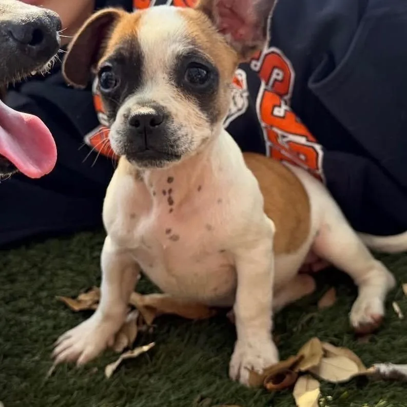 A young small-sized female Black Terrier dog named Beamer for adoption in Austin, TX