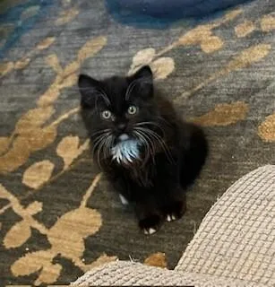 A young medium-sized female Black & White / Tuxedo Domestic Long Hair cat named Dash for adoption in Fort Collins, CO