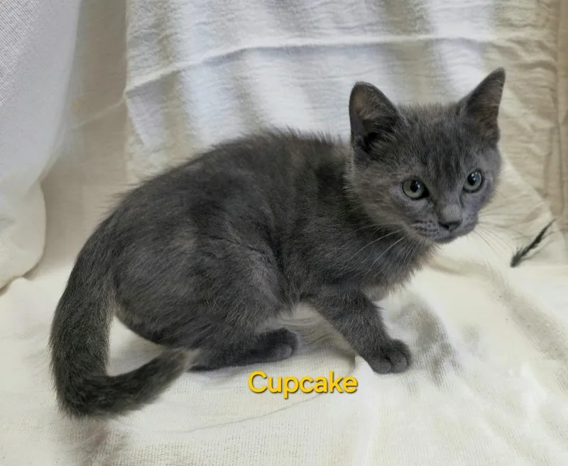 A baby medium-sized female Domestic Short Hair cat named Cupcake for adoption in Cedar Rapids, IA