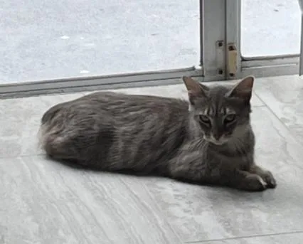 A young medium-sized female Domestic Long Hair cat named Whisper for adoption in Tampa, FL