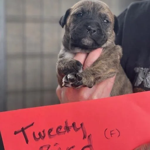 A baby medium-sized female Brindle Mixed Breed dog named Tweety Bird for adoption in Moab, UT