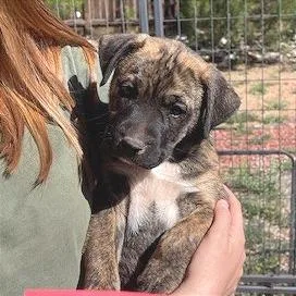 Tweety Bird thumbnail 2