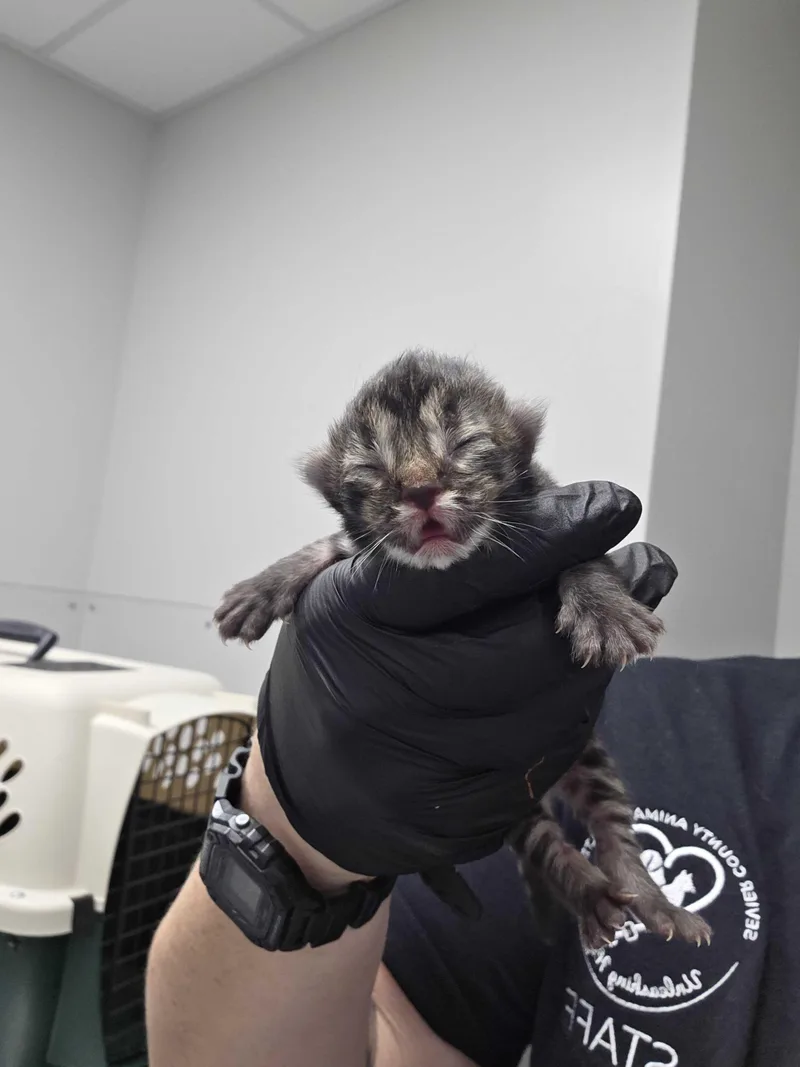 A baby small-sized female Domestic Short Hair cat named Wealthy for adoption in Sevierville, TN