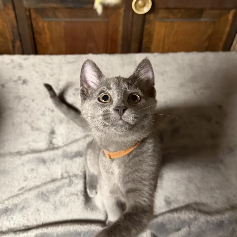 A baby small-sized male Gray / Blue / Silver Domestic Short Hair cat named Vladimir for adoption in BUTLER, PA