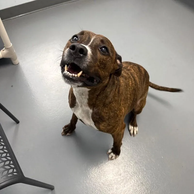 An adult large-sized male Pit Bull Terrier dog named Arlo for adoption in Roanoke, VA