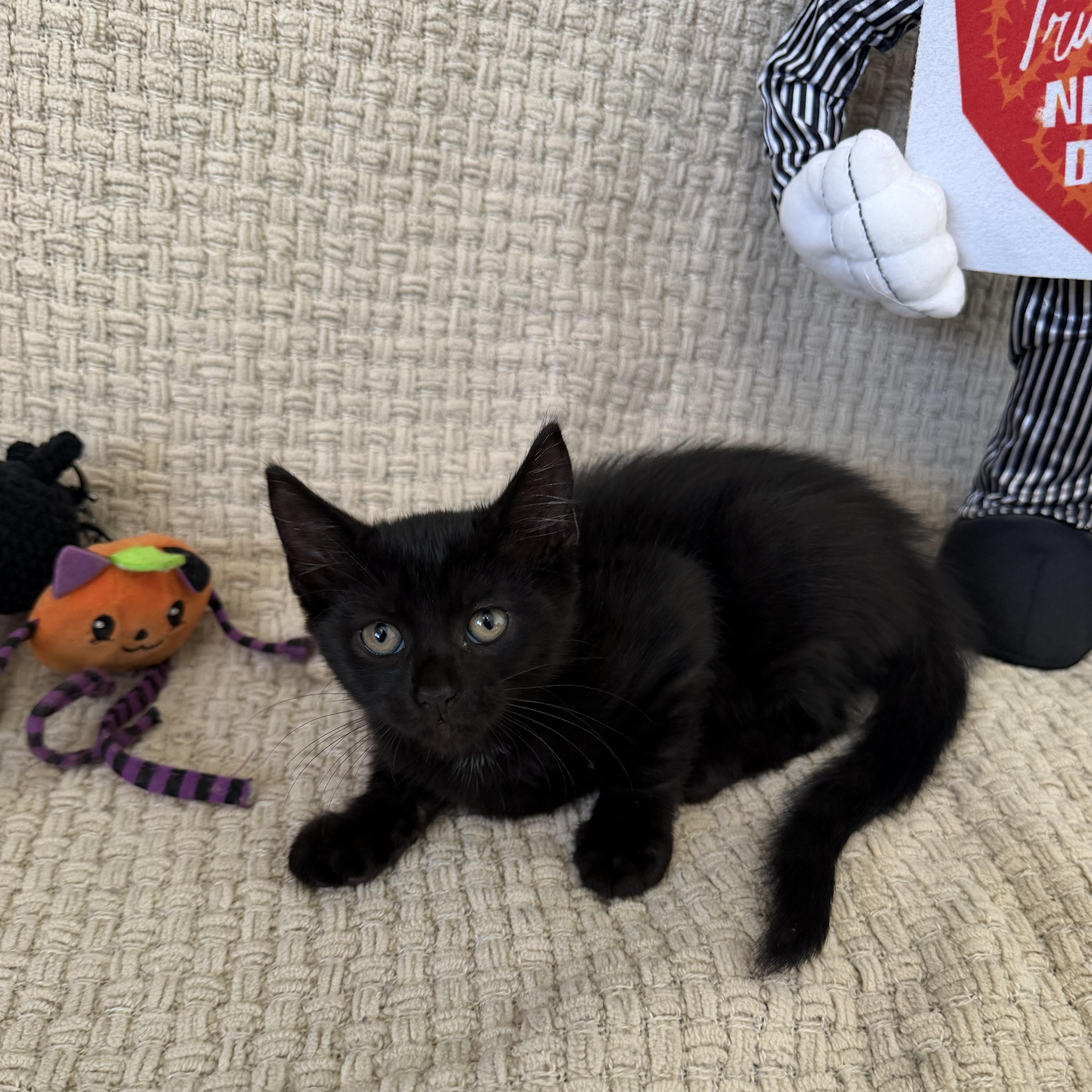A baby small-sized male Black Bombay cat named Hex for adoption in Miami, FL