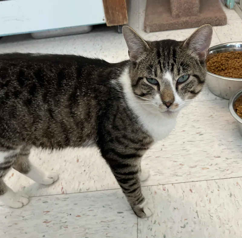 Alfonso