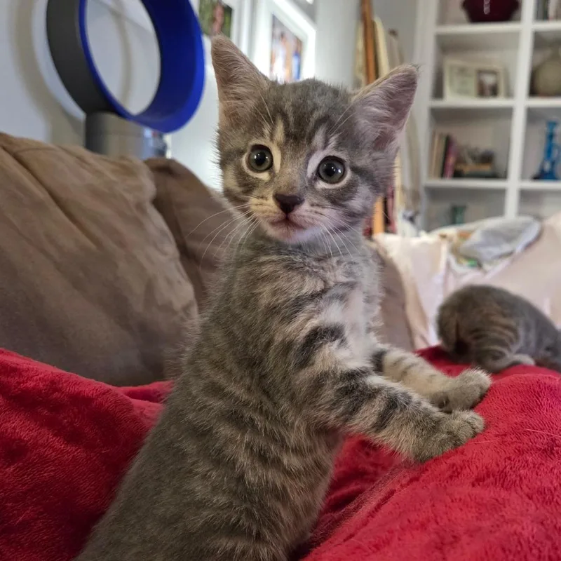 A baby small-sized male Gray / Blue / Silver Domestic Short Hair cat named Biscuit for adoption in Normal, IL